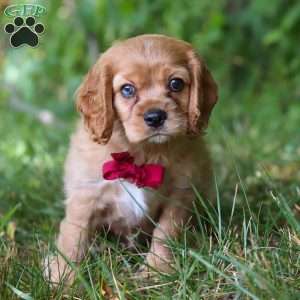 George, Cocker Spaniel Puppy